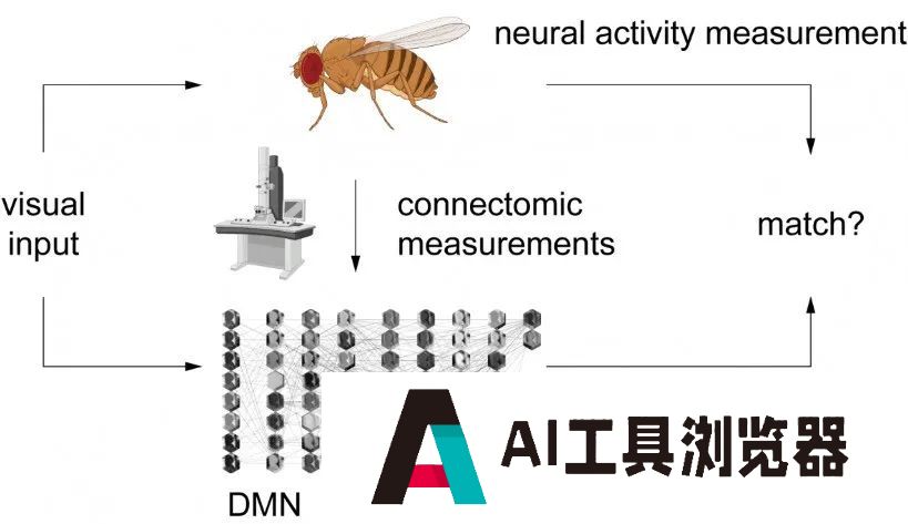 利用AI，研究人员可以对单个神经元的行为进行预测