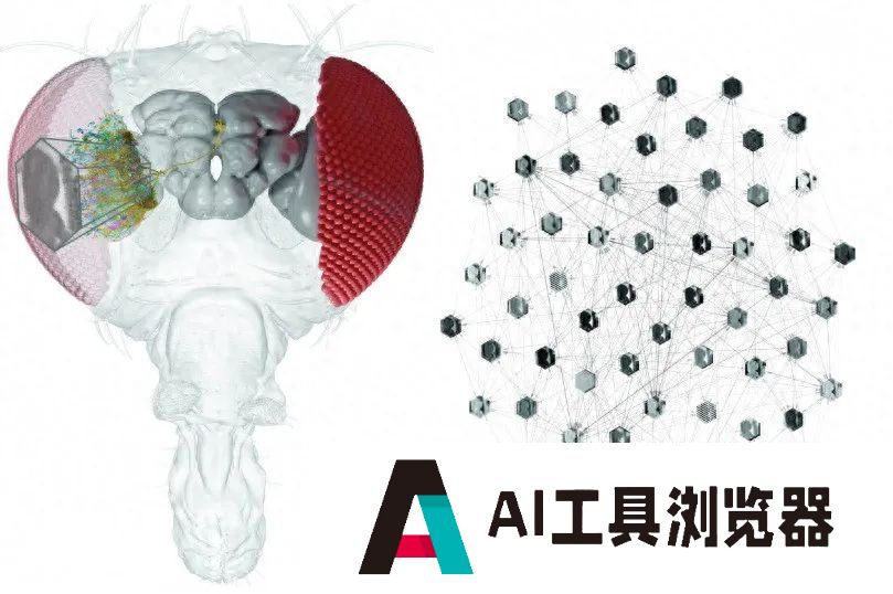 利用AI，研究人员可以对单个神经元的行为进行预测